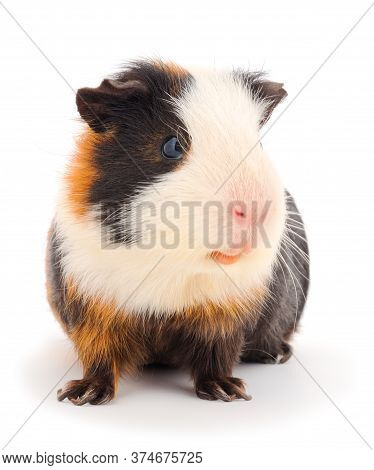 Guinea Pig Isolated On White Background. Funny, Guineapig.
