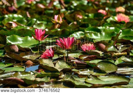 Red water lily flowers (Nymphaea alba f. rosea) in a lake. The flower is a red variety of the white water lily (Nymphaea alba).