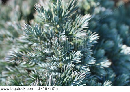 Flaky Juniper Blue Star - Latin Name - Juniperus Squamata Blue Star