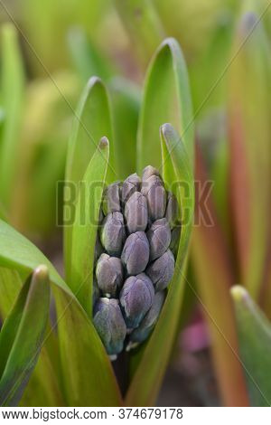 Multiflora Hyacinth Blue Flower Bud - Latin Name - Hyacinthus Multiflora Blue