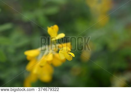 Easter Broom Flowers - Latin Name - Genista X Spachiana