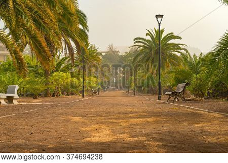 Promenade Alley In A Public Park Covered With Sand Storm, Calima. Tenerife, Spain