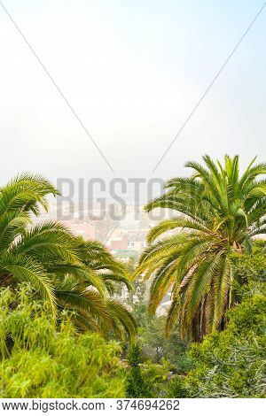 Sand Storm Against Palm Trees And Cactus. Mist With Sand And Dust From Africa. Calima On Canary Isla