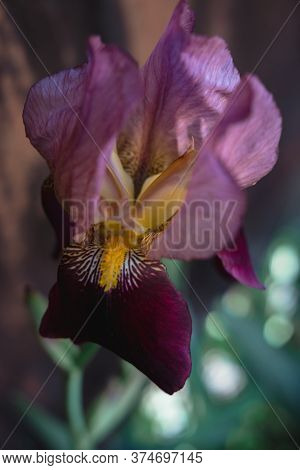 Beautiful Blue With Lilac Pink Irises Bloom In A Flower Bed.