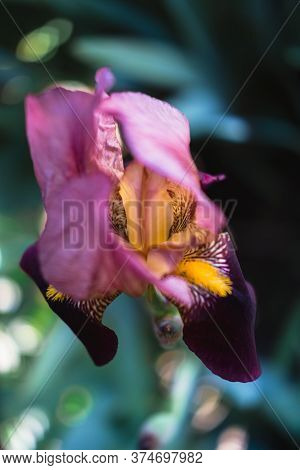 Beautiful Blue With Lilac Pink Irises Bloom In A Flower Bed.
