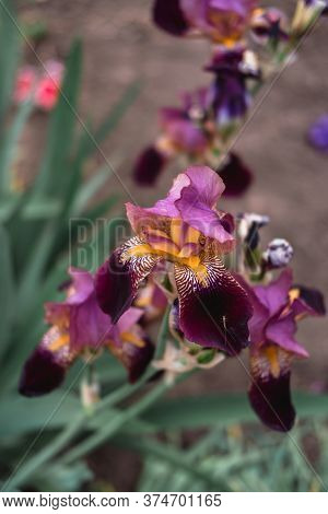 Beautiful Blue With Lilac Pink Irises Bloom In A Flower Bed.