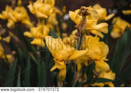 Beautiful Light Yellow Irises Bloom In A Flower Bed. Fragrant Spring Flowers Close-up.