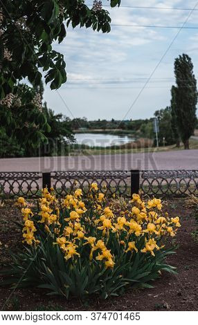 Beautiful Light Yellow Irises Bloom In A Flower Bed. Fragrant Spring Flowers Close-up.