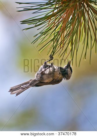 Uccello sull'albero di pino