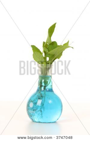 Bitki yetiştirilen Laboratuvarı