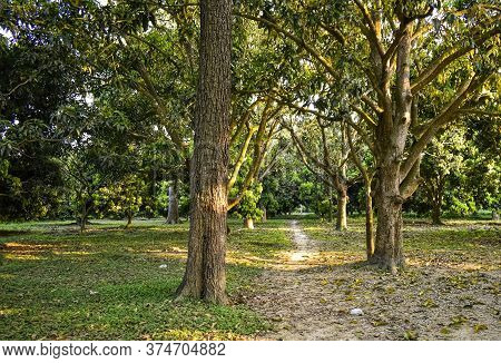 A Morning View Of A Garden In West Bengal