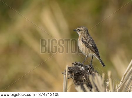 A wild bird on the grassland in the morning light .