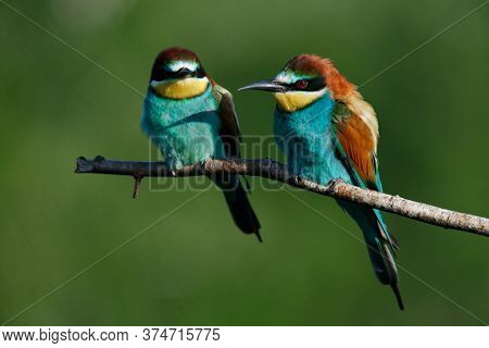 A Golden Bee Eater Sits On A Branch On A Green Background