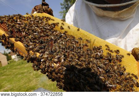Honey Comb With Honey Bees