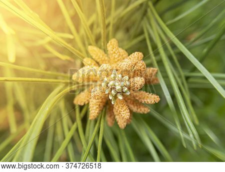 Macro Photo Of Fir Tree Cone With Sunlight. Top View.