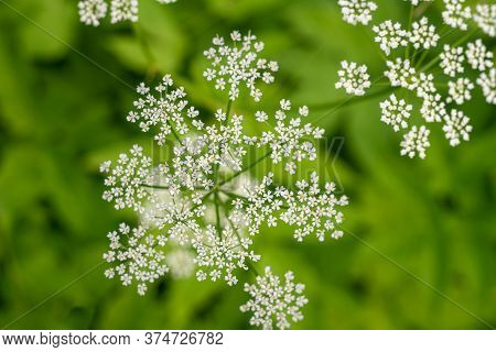 White Inflorescences Of Aegopodium Podagraria On A Blurred Background.