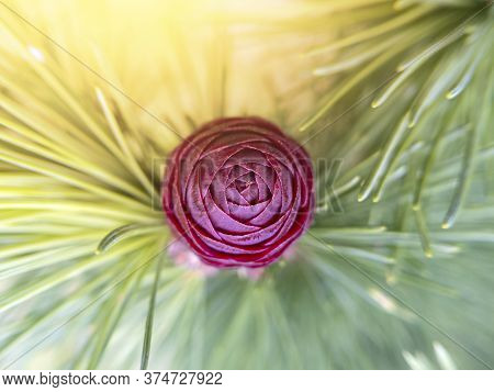 Macro Photo Of Fir Tree Cone With Sunlight. Top View.