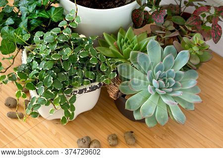 Collection Of Various Indoor Plants - Fittonia, Hypoestes, Succulents, Ficus Pumila White Sunny, Hed