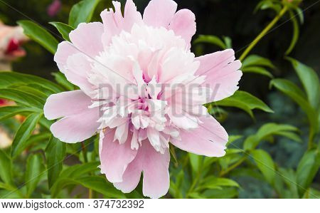 Colorful Flower. Flower In Garden At Sunny Summer Or Spring Day. Flower For Postcard Beauty Decorati