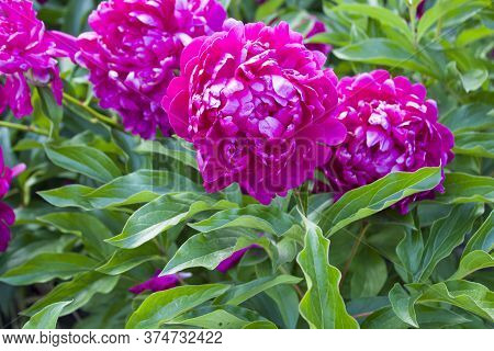 Pink Flower. Flower In Garden At Sunny Summer Or Spring Day. Flower For Postcard Beauty Decoration A