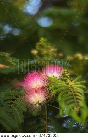 Flowers Of Albizia Julibrissin Close-up. In Summer, Albizia Julibrissin Blooms With Fluffy Bright Pi