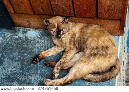 Gray Kitten Is Resting In A Bizarre Posture