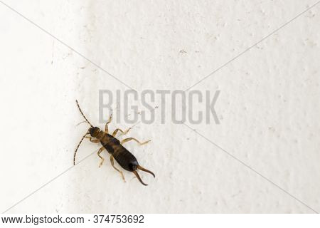 Male Of Forficula Auricularia European Earwig. Close Up.