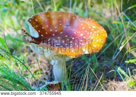 Fly Agaric Toadstool,amanita Muscaria,poisonous Mushroom,death Cap Or Toadstool And Green Background
