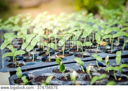 Many Small Melon Trees Are Placed In Plastic Lids For Planting.