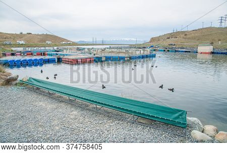 Salmon Fish Farming Pond On The Glacial Waters In Twizel Town Of South Island Of New Zealand.