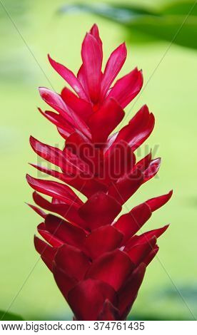 Alpinia purpurata. Big red flower