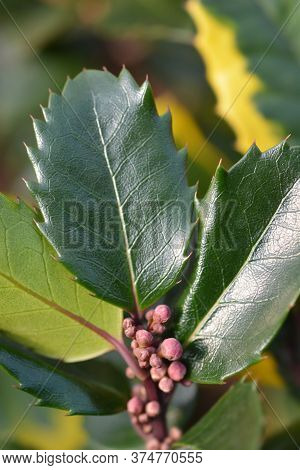 Holly Golden King - Latin Name - Ilex * Meserveae Blue Angel