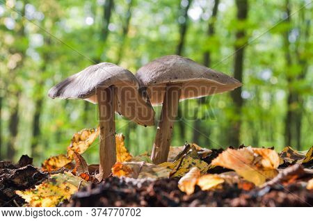 Edible Mushroom Pluteus Cervinus Is Commonly Known As Deer Mushroom Or Deer Shield Grows On Stump In