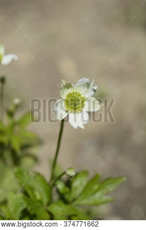 Cutleaf Anemone - Latin Name - Anemone Multifida