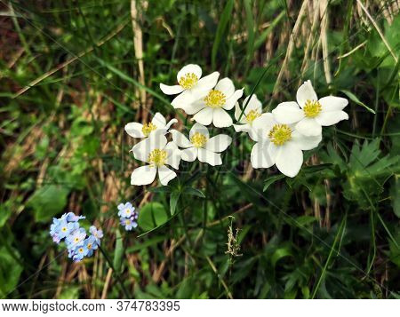 White  Flowers In The Mountains - Narcissus Anemone  - Nemone Narcissiflora