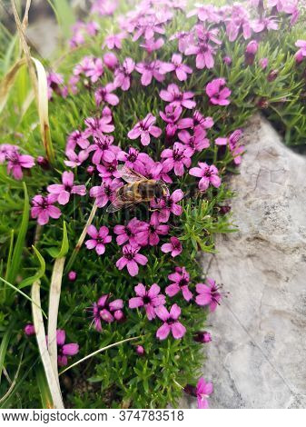 Moss Campion Or Cushion Pink Flowers In The Mountains. Silene Acaulis, Is A Small Mountain-dwelling 