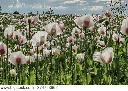 Beautiful Spring Vivid Field Of White Blooming Poppy.poppies Flower Wallper.panorama Of A Field Of P