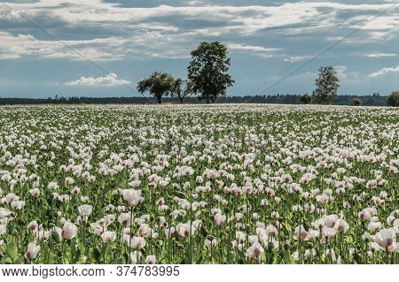 Beautiful Spring Vivid Field Of White Blooming Poppy.poppies Flower Wallper.panorama Of A Field Of P