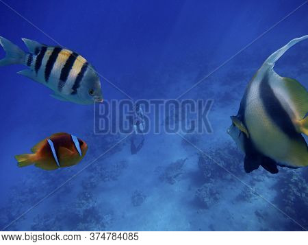Free Diving Or Apnea Diving Emerged From The Depths Of The Ocean And Fish To Look