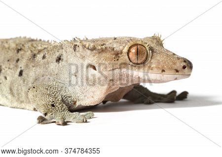 Dalmatian Crested Gecko Close-up Isolated On A White Background