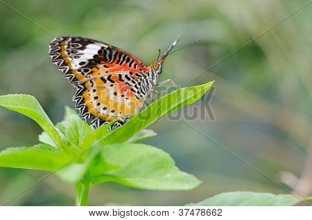레오 파 드 Lacewing (Cethosa Cyane) 나비