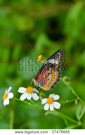 레오 파 드 Lacewing (Cethosa Cyane) 나비