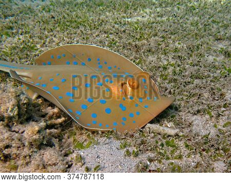 Taeniura Lymma. Stingrays - Batoidea Stingray Family. Spotted Stingrays.