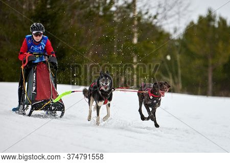 Verkhoshizhemye, Russia - 03.08.2020 - Husky Sled Dog Racing. Winter Dog Sport Sled Team Competition
