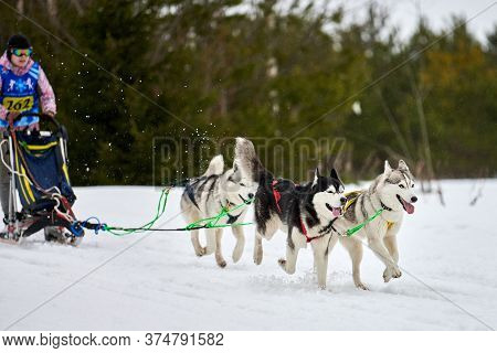 Verkhoshizhemye, Russia - 03.08.2020 - Husky Sled Dog Racing. Winter Dog Sport Sled Team Competition
