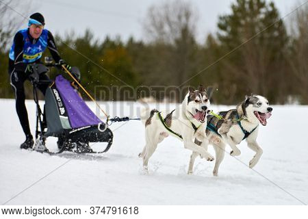 Verkhoshizhemye, Russia - 03.08.2020 - Husky Sled Dog Racing. Winter Dog Sport Sled Team Competition