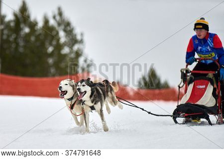 Verkhoshizhemye, Russia - 03.08.2020 - Husky Sled Dog Racing. Winter Dog Sport Sled Team Competition