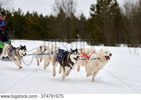 Verkhoshizhemye, Russia - 03.08.2020 - Husky Sled Dog Racing. Winter Dog Sport Sled Team Competition