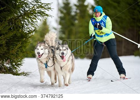 Verkhoshizhemye, Russia - 03.08.2020 - Skijoring Dog Racing. Winter Dog Sport Competition. Siberian 