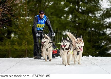 Verkhoshizhemye, Russia - 03.08.2020 - Husky Sled Dog Racing. Winter Dog Sport Sled Team Competition